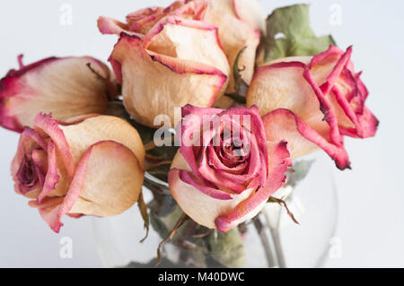 Rosa appassita in una ciotola di vetro su sfondo bianco Foto Stock