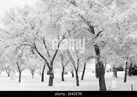 Creston Valley, British Columbia, Canada. Alberi decidui ricoperta di neve in bianco e nero. Foto Stock