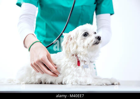 Irriconoscibile vet esamina un cane utilizzando uno stetoscopio Foto Stock