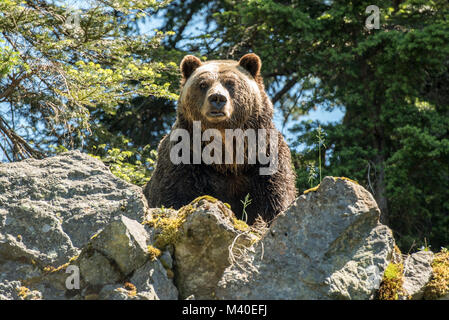 North Vancouver, British Columbia, Canada. L'orso grizzly di Grouse Mountain in piedi su uno sperone di roccia e guardando la fotocamera. Foto Stock