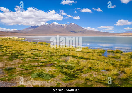 Fenicotteri rosa nel altiplano laguna sud Lipez reserva Eduardo Avaroa, Bolivia Foto Stock