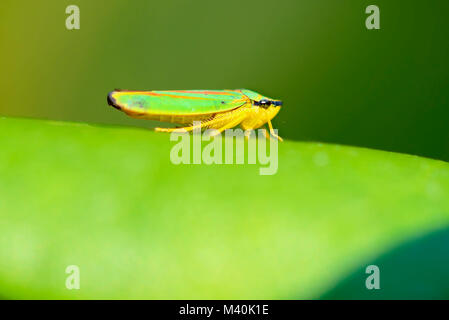 Rhododendron cicala (Graphocephala fennahi), Rhododendronzikade (Graphocephala fennahi) Foto Stock