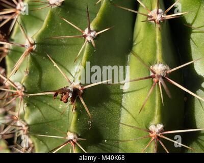 Cactus close up dettaglio Foto Stock