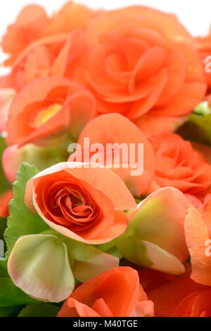 Close-up di rosso arancione Begonia Elatior fiore bianco su sfondo isolato Foto Stock
