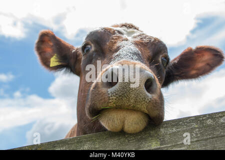 Una chiusura di una mucca marrone guardando in giù verso la telecamera Foto Stock