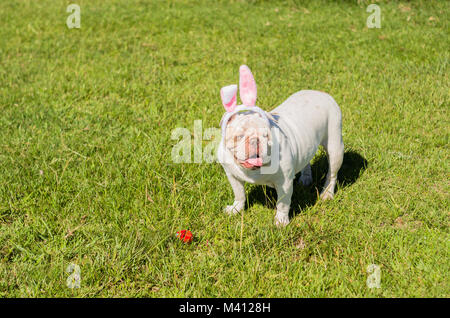 Grande concetto della Pasqua. Carino Bulldog inglese razza cane vestito come coniglietto di Pasqua in esecuzione sul prato. Foto Stock