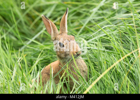 Chiudi, vista frontale di coniglio selvatico (Oryctolagus cuniculus) isolato, nascondendosi in erba verde, lunghe orecchie che si aggirano, mangiare erba. Foto Stock