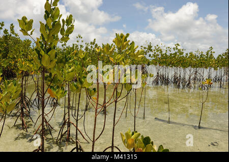 Mangrovie crescere su Funafala che è un isolotto di Funafuti in Tuvalu Foto Stock