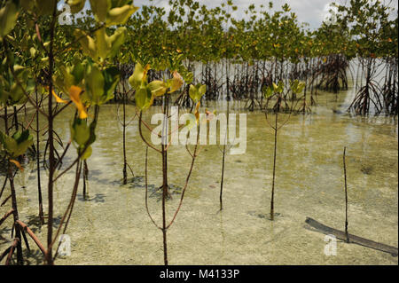 Mangrovie crescere su Funafala che è un isolotto di Funafuti in Tuvalu Foto Stock