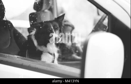 Il cane è seduto in macchina. Border Collie. La fotografia in bianco e nero. Foto Stock