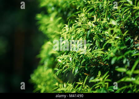 Il verde delle foglie di Myrtus communis o comuni o il mirto In Giardino Botanico. Foto Stock