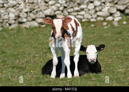 Coppia di carino vitelli nel campo Foto Stock