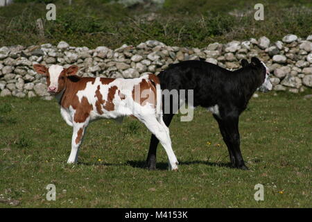 Coppia di carino vitelli nel campo Foto Stock