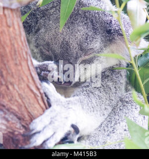 Canguri pronto per una lotta Foto Stock