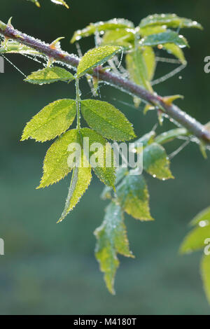 La rugiada su rosa (Rosa sp) foglie, West Yorkshire, Inghilterra, Settembre Foto Stock