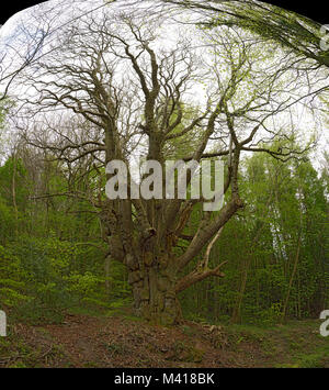 Dolce antico castagno castanea sativa Foto Stock