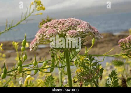 Ombrella di carota, Daucus carota crescente tra mare ravanello Foto Stock