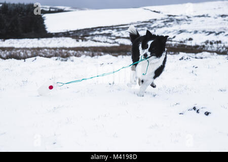 Border Collie giocare nella neve con un giocattolo Foto Stock