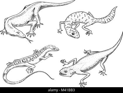 Drago di Komodo monitor, American biacco, esotici rettili o serpenti, pezzata fat-tailed gecko. animali selvatici lacertian in natura. illustrazione vettoriale per prenotare o pet store, zoo. incisi disegnati a mano. Illustrazione Vettoriale