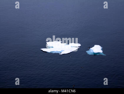 Singoli drifting floes di ghiaccio nel mare di Barents. Souththern di 80 gradi di latitudine. Guillemots e gabbiani in appoggio sul ghiaccio Foto Stock