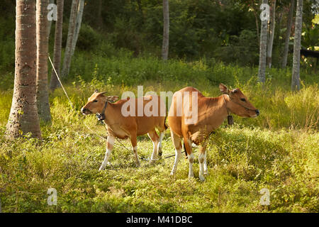 Domestico marrone mucche al pascolo a Lombok, Indonesia Foto Stock