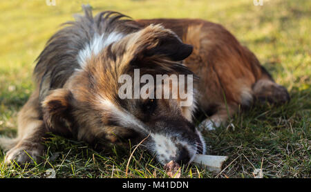 Fluffy brow cane , con pelo lungo, giacente sul terreno con osso in bocca Foto Stock