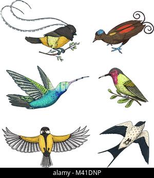 Piccoli uccelli del paradiso, barn swallow o martlet e parus o cincia, Hummingbird, rufous e bianco-giacobina a collo alto. Exotic Tropical animali. Utilizzare per matrimoni, partito. incisi disegnati a mano nel vecchio sketch Illustrazione Vettoriale