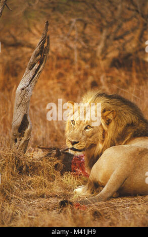 Sud Africa. Vicino a Pretoria. Parco Nazionale di Pilanesberg. Lion appena finito di mangiare. Foto Stock