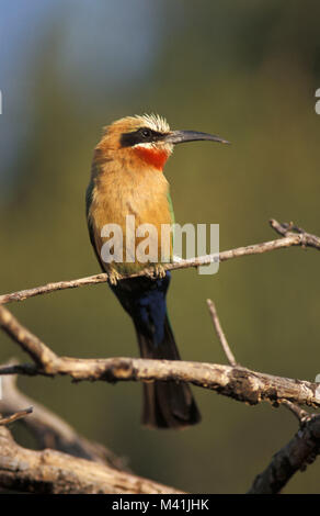 Sud Africa. Vicino a Pretoria. Parco Nazionale di Pilanesberg. Petto bianco Gruccione (Merops bullockoides). Foto Stock