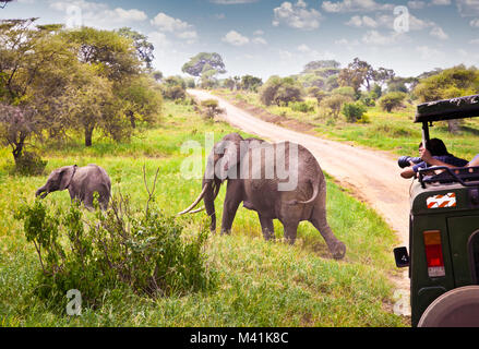 Famiglia di elefanti su pascolo nella savana africana . Tanzania, Africa. Foto Stock