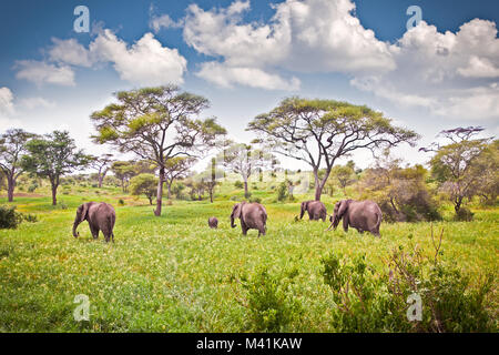 Famiglia di elefanti su pascolo nella savana africana . Tanzania, Africa. Foto Stock