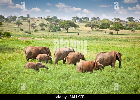 Famiglia di elefanti su pascolo nella savana africana . Tanzania, Africa. Foto Stock