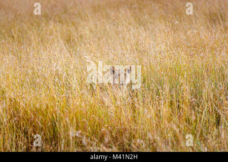 Big 5 apex Predator caccia: furtivo leonessa (Panthera leo) nascosto in erba lunga con un intenso sguardo stalking preda, il Masai Mara, Kenya Foto Stock