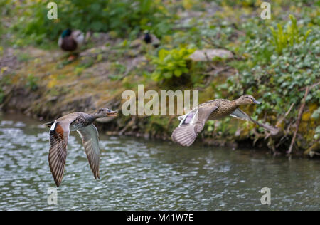 A sinistra è canapiglia anatra (Anas strepera), destra forse canapiglia o il germano reale, entrambi eventualmente ibridi, volando a bassa quota sopra acqua in primavera nel West Sussex, Regno Unito. Foto Stock