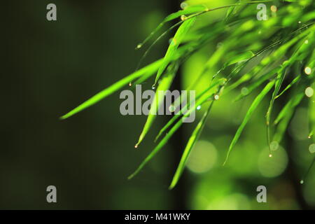 Dewdrops con spiderweb Foto Stock