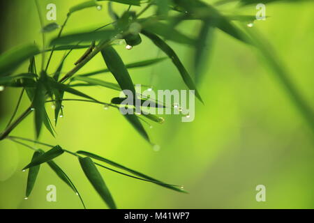 Dewdrops con spiderweb Foto Stock