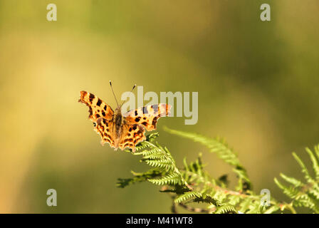 Un vicino l immagine di una virgola Butterfly, Polygonia c-album, a riposo su una felce frond, semplice Sands legno Riserva Naturale, Lancashire, Inghilterra. Il 30 luglio 2011. Foto Stock