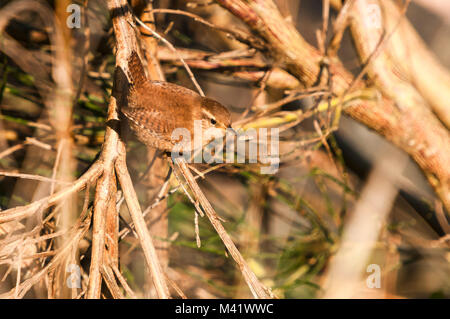 L'euroasiatica, Wren Troglodytes troglodytes, nel sottobosco in Scozia. 09 ottobre 2014. Foto Stock