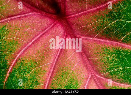 Foglia di Caladium (elephant ear) super macro closeup, che mostra i dettagli e venature rosse, abstract sfondo del fogliame Foto Stock