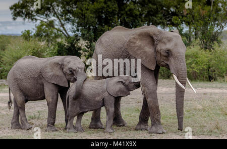 Elephant gruppo di famiglia Foto Stock