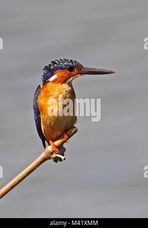 Madagascar Kingfisher (Corythornis vintsioides) adulto arroccato su di bambù, endemica malgascia Antananarivo, Madagascar Novembre Foto Stock