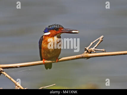 Madagascar Kingfisher (Corythornis vintsioides) adulto arroccato con pesci di bill, endemica malgascia Antananarivo, Madagascar Novembre Foto Stock