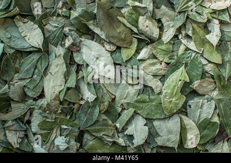 Un mucchio di foglie verdi dalla pianta della coca in Bolivia Foto Stock