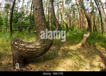 Un storto foresta in Polonia con i suoi alberi di bizzarro. Foto Stock