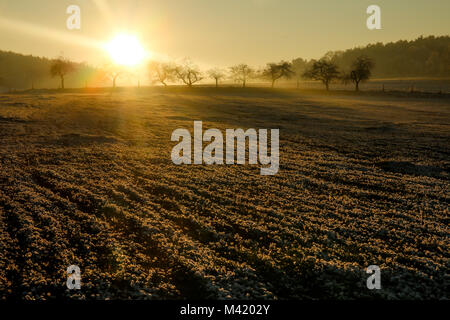 Una foto dal tardo pomeriggio sul campo congelati. Il sole sta andando verso il basso dietro gli alberi. Foto Stock