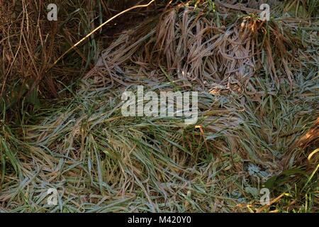 Erba coperto di brina su un inverno di mattina Foto Stock