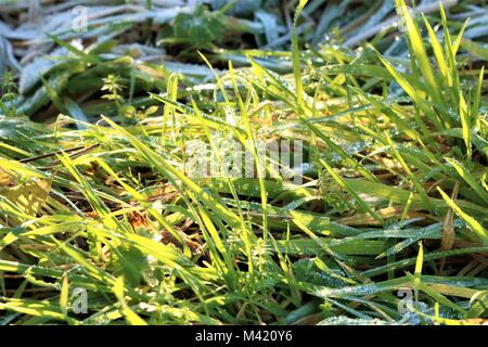 Erba coperto di brina su un inverno di mattina Foto Stock