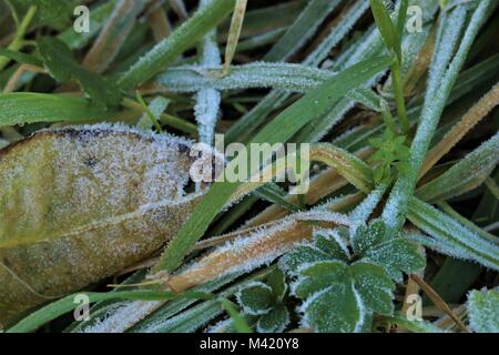 Erba coperto di brina su un inverno di mattina Foto Stock