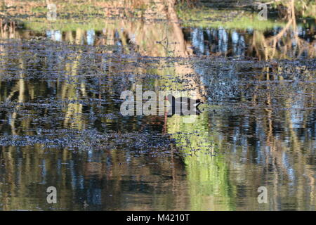 Moorhen sull'acqua con la riflessione Foto Stock