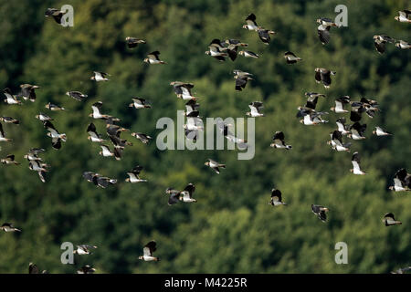 Un gregge di Lapwings (Vanellus vanellus) Foto Stock